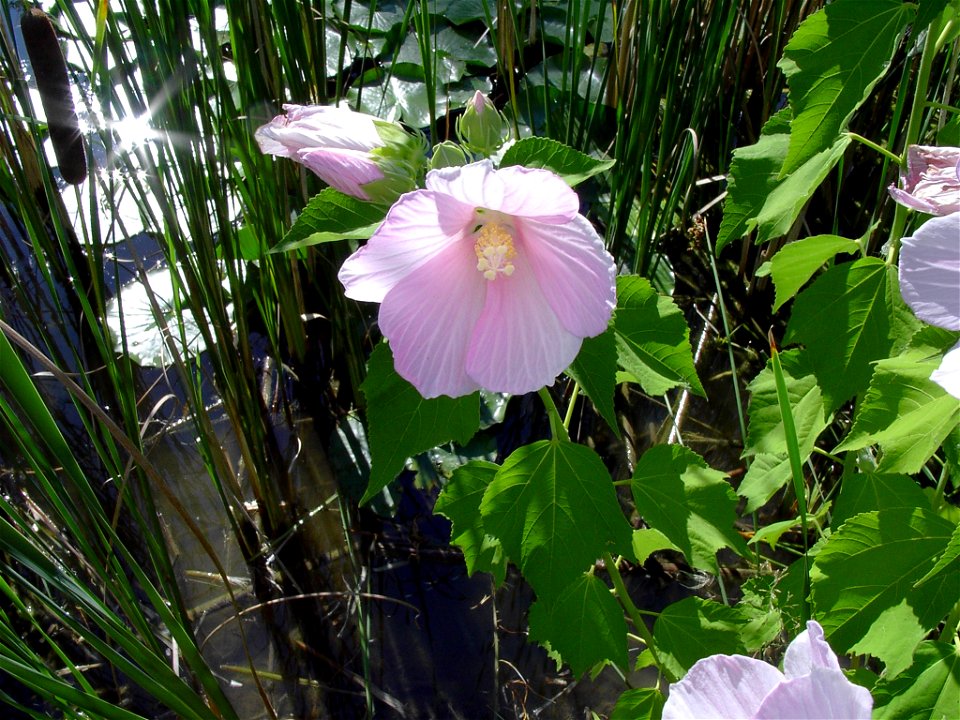 Hibiscus moscheutos (Swamp Rose-mallow), photo taken at en:Don Valley Brick Works in en:Toronto, Ontario on Aug. 8, 2003.