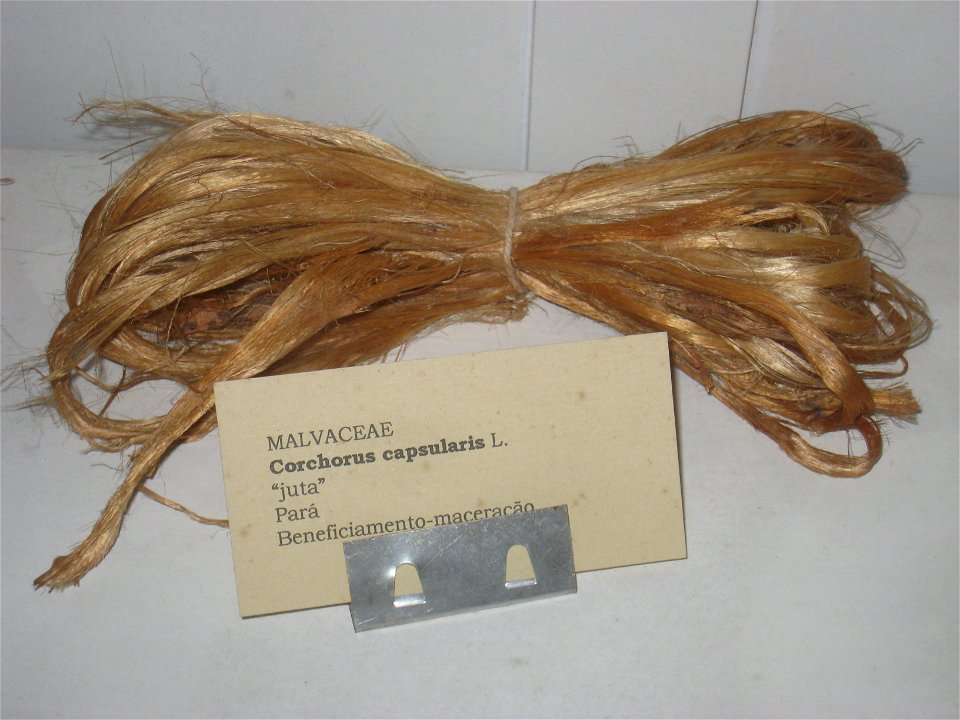 Corchorus capsularis specimen in the Museu Botânico Dr. João Barbosa Rodrigues, Jardim Botânico de São Paulo, São Paulo City, SP, Brazil.