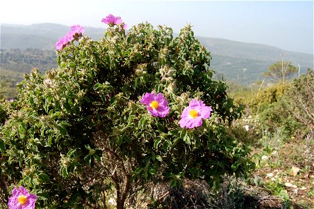 Cistus creticus bush in Mount Carmel photo