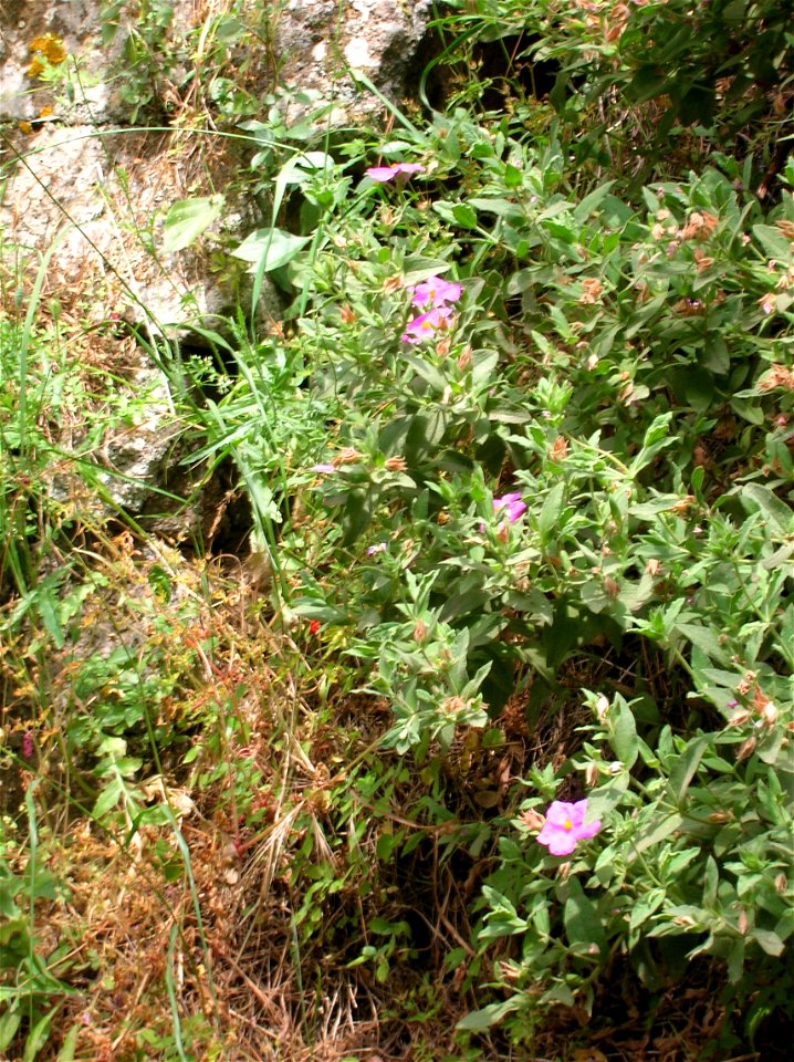 Cistus creticus nella Necropoli della Banditaccia (Cerveteri) (Italia)