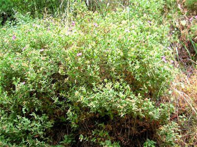 Cistus creticus sui tumoli della Necropoli della Banditaccia (Cerveteri) (Italia) photo