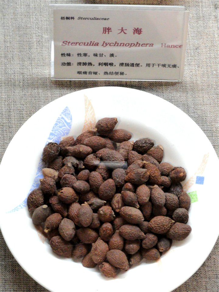Seeds exhibited in the Kunming Botanical Garden, Kunming, Yunnan, China.