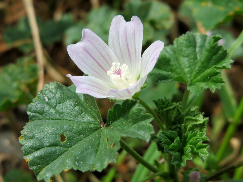 Weg-Malve (Malva neglecta) im Landschaftsschutzgebiet Hockenheimer Rheinbogen