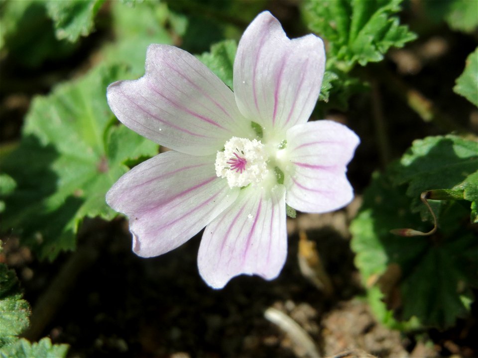 Weg-Malve (Malva neglecta) im Naturschutzgebiet Bachwiesen/Leopoldswiesen im Hockenheimer Rheinbogen