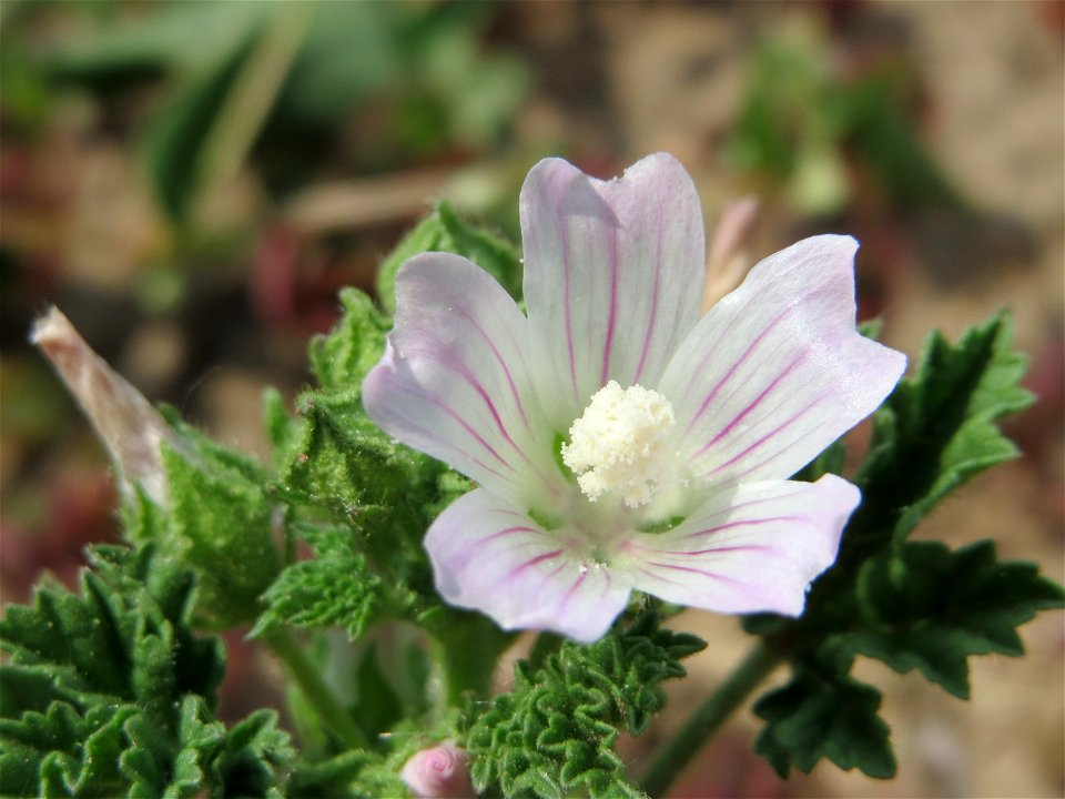 Weg-Malve (Malva neglecta) bei Neulußheim