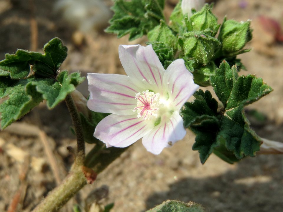 Weg-Malve (Malva neglecta) bei Neulußheim