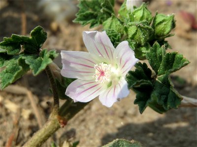 Weg-Malve (Malva neglecta) bei Neulußheim photo