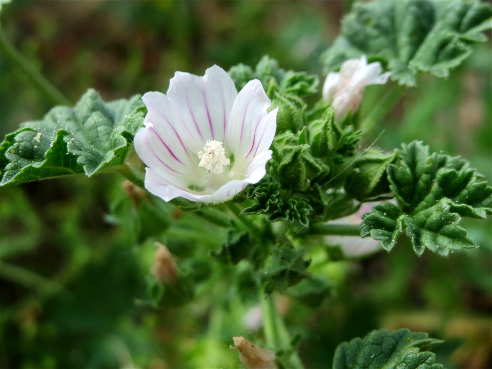 Weg-Malve (Malva neglecta) auf einem Schuttplatz bei Neulußheim (Gemarkung Altlußheim)