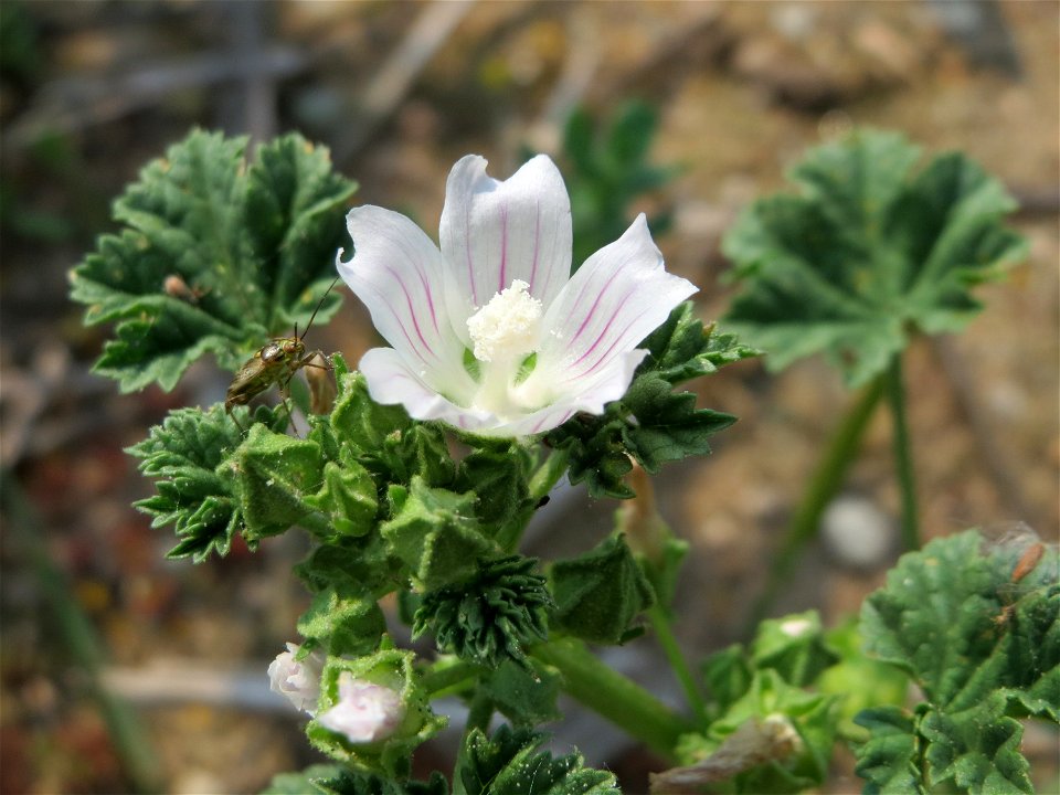 Weg-Malve (Malva neglecta) auf einem Schuttplatz bei Neulußheim (Gemarkung Altlußheim)