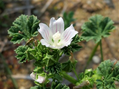 Weg-Malve (Malva neglecta) auf einem Schuttplatz bei Neulußheim (Gemarkung Altlußheim) photo