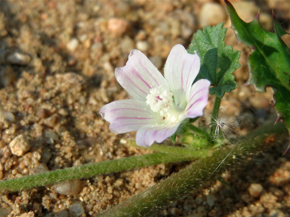 Weg-Malve (Malva neglecta) auf einem Schuttplatz bei Neulußheim (Gemarkung Altlußheim)