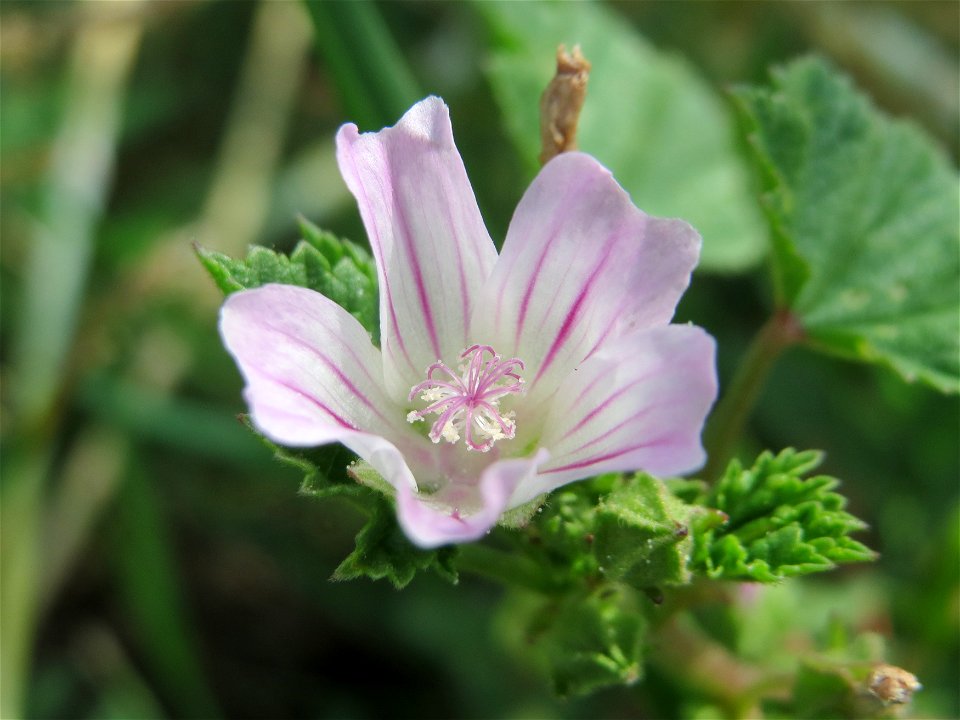Weg-Malve (Malva neglecta) bei Hockenheim