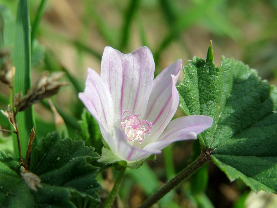 Weg-Malve (Malva neglecta) bei Hockenheim