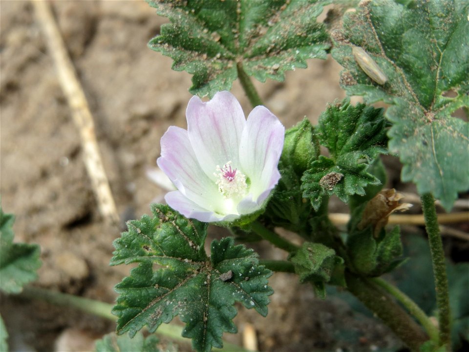 Weg-Malve (Malva neglecta) in den Weinbergen bei Mainz-Kostheim