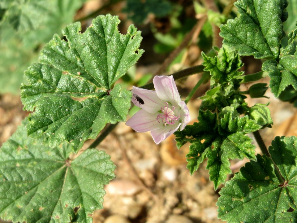 Weg-Malve (Malva neglecta) auf einem Sandhügel einer Baustelle in Hockenheim
