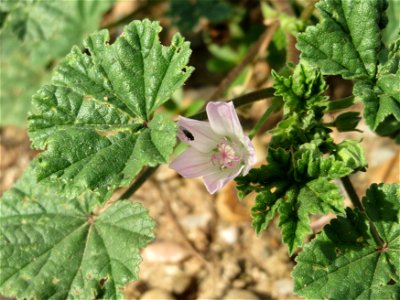 Weg-Malve (Malva neglecta) auf einem Sandhügel einer Baustelle in Hockenheim