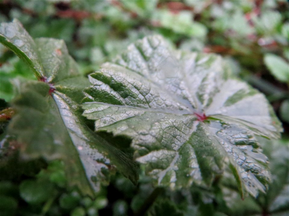 Weg-Malve (Malva neglecta) in Hockenheim