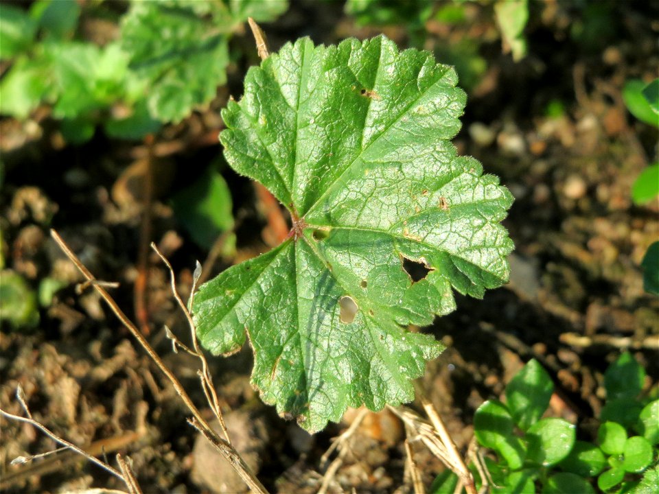 Weg-Malve (Malva neglecta) in Hockenheim