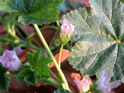 Weg-Malve (Malva neglecta) an der Saar in Saarbrücken