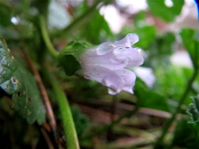 Weg-Malve (Malva neglecta) in Hockenheim