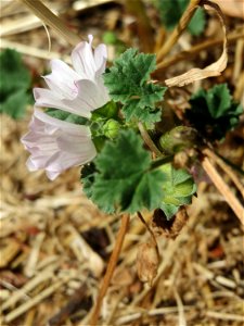 Weg-Malve (Malva neglecta) in Saarbrücken photo