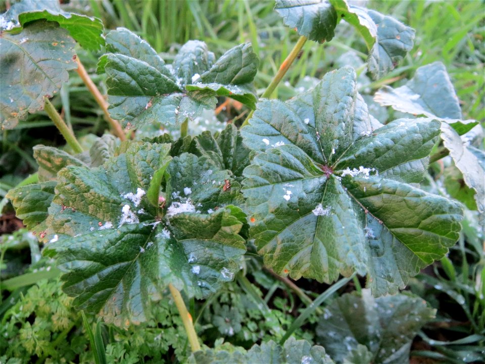 Weg-Malve (Malva neglecta) in Hockenheim