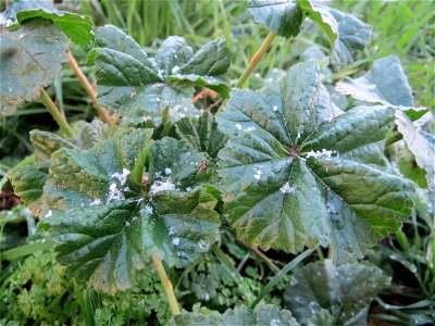 Weg-Malve (Malva neglecta) in Hockenheim