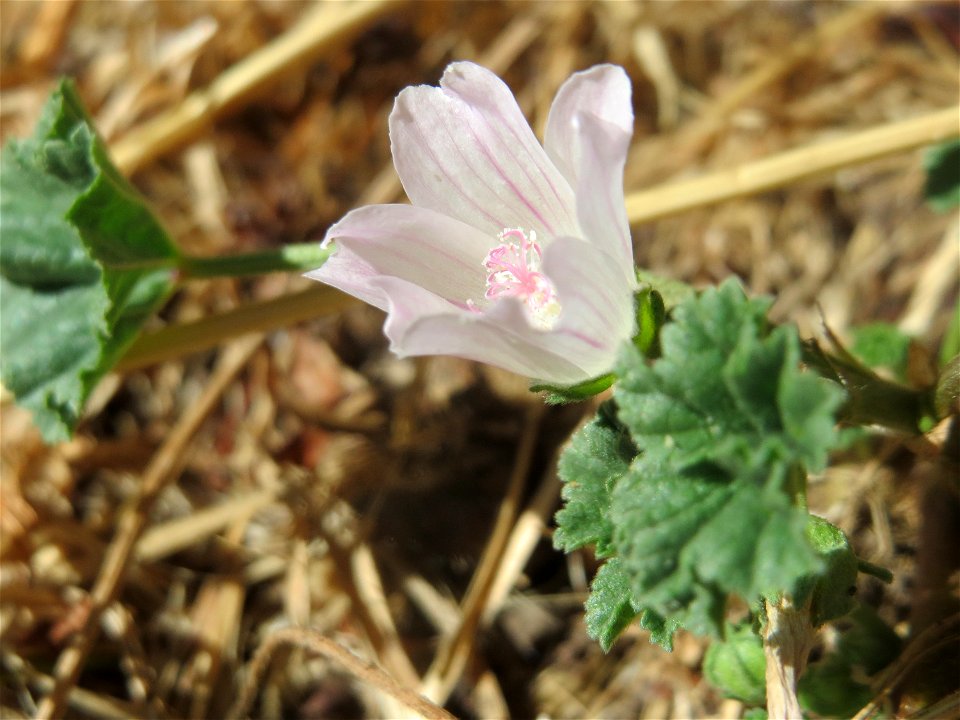 Weg-Malve (Malva neglecta) in Saarbrücken