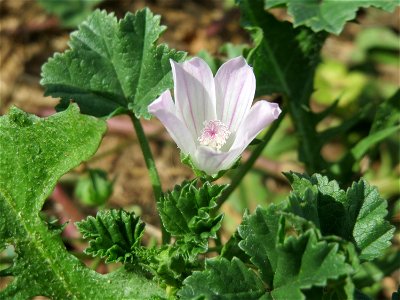 Weg-Malve (Malva neglecta) in Hockenheim