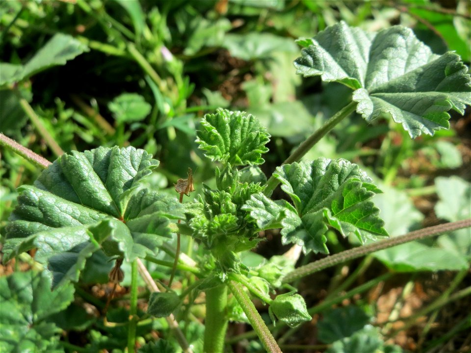 Weg-Malve (Malva neglecta) in Hockenheim