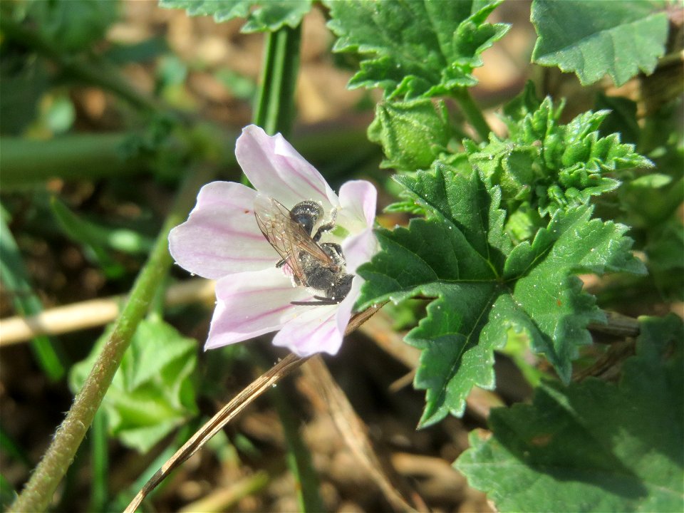 Weg-Malve (Malva neglecta) in Hockenheim