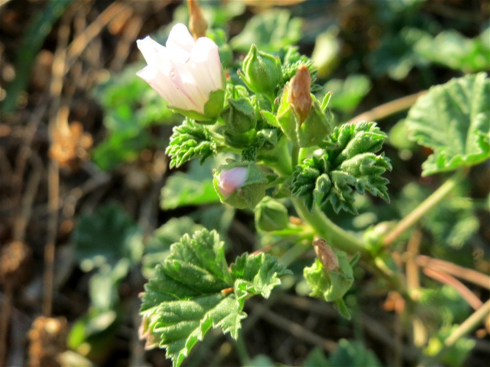 Weg-Malve (Malva neglecta) in Hockenheim