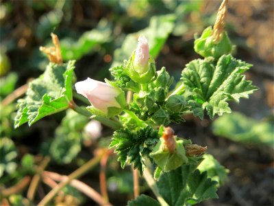Weg-Malve (Malva neglecta) in Hockenheim
