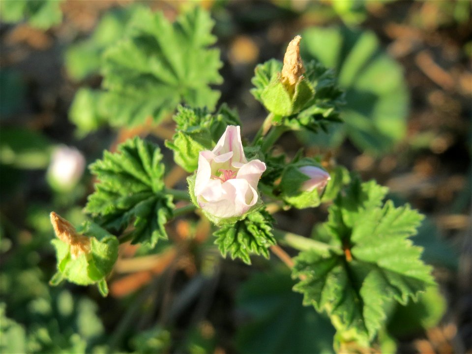 Weg-Malve (Malva neglecta) in Hockenheim