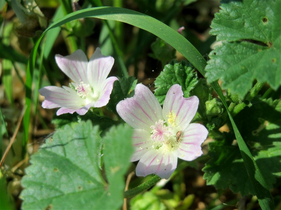 Weg-Malve (Malva neglecta) beim Insultheimer Hof im Landschaftsschutzgebiet „Hockenheimer Rheinbogen“