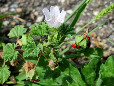 Ritzenbotanik: Weg-Malve (Malva neglecta) in einem Rinnstein in Hockenheim