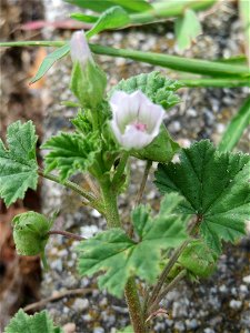 Ritzenbotanik: Weg-Malve (Malva neglecta) in einem Rinnstein in Hockenheim