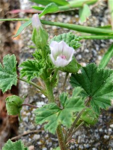 Ritzenbotanik: Weg-Malve (Malva neglecta) in einem Rinnstein in Hockenheim photo