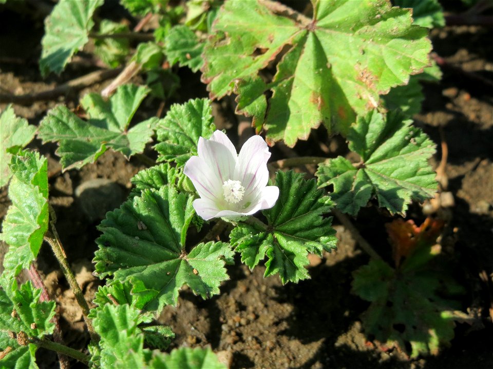 Weg-Malve (Malva neglecta) auf einer Brachfläche bei Hockenheim