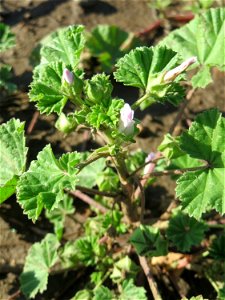 Weg-Malve (Malva neglecta) auf einer Brachfläche bei Hockenheim