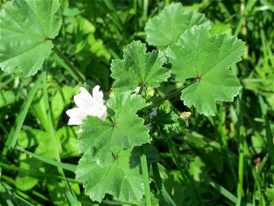 Weg-Malve (Malva neglecta) in Oftersheim