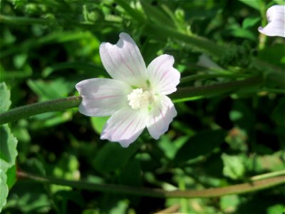 Weg-Malve (Malva neglecta) in Oftersheim