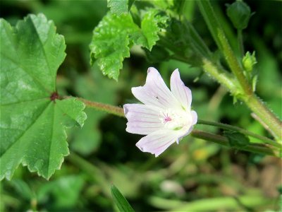 Weg-Malve (Malva neglecta) in Oftersheim