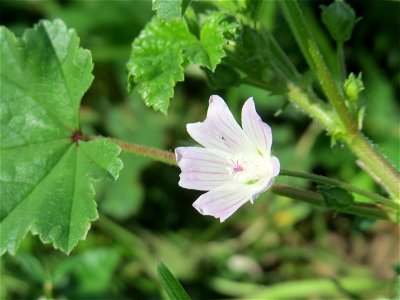 Weg-Malve (Malva neglecta) in Oftersheim photo