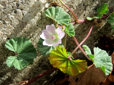 Weg-Malve (Malva neglecta) in Schwetzingen