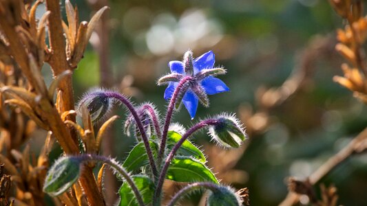 Nature close up violet