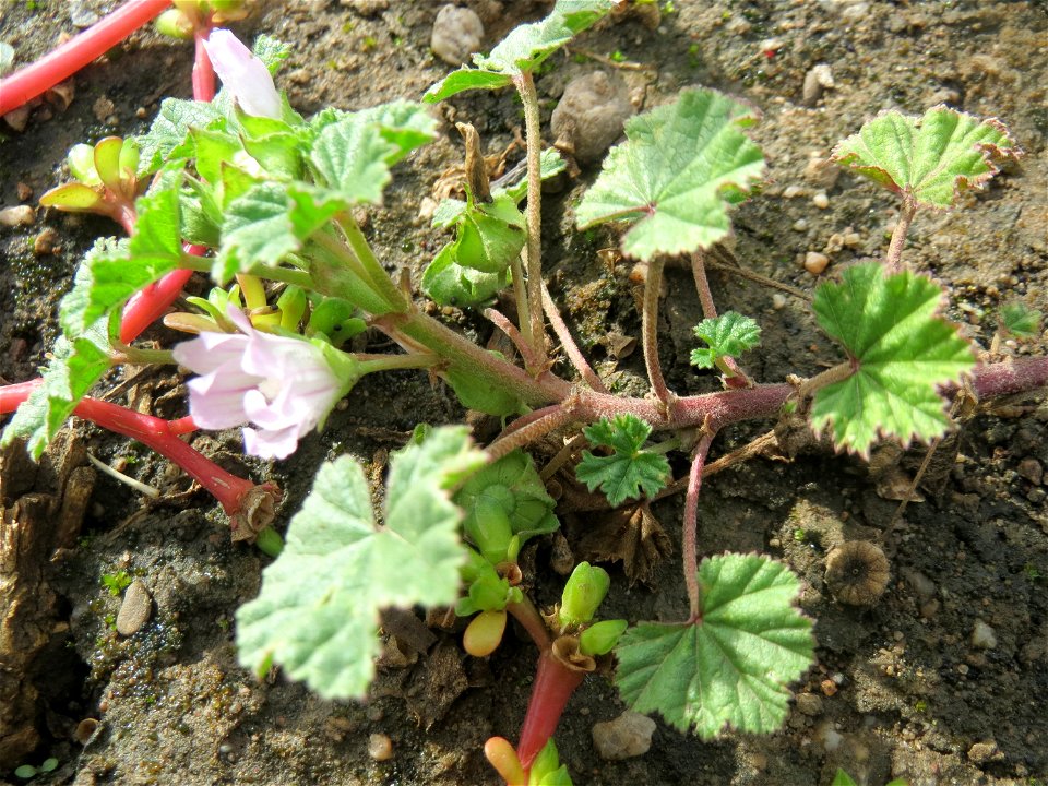 Weg-Malve (Malva neglecta) auf einer sandigen Brachfläche bei in Hockenheim
