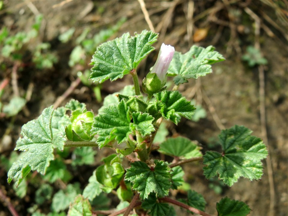 Weg-Malve (Malva neglecta) auf einer sandigen Brachfläche bei in Hockenheim