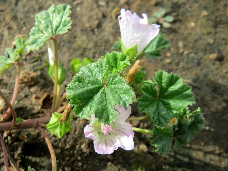 Weg-Malve (Malva neglecta) auf einer sandigen Brachfläche bei Hockenheim