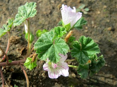 Weg-Malve (Malva neglecta) auf einer sandigen Brachfläche bei Hockenheim photo